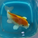 بدون مولد ماهی سه بعدی بزار تو ژله😉